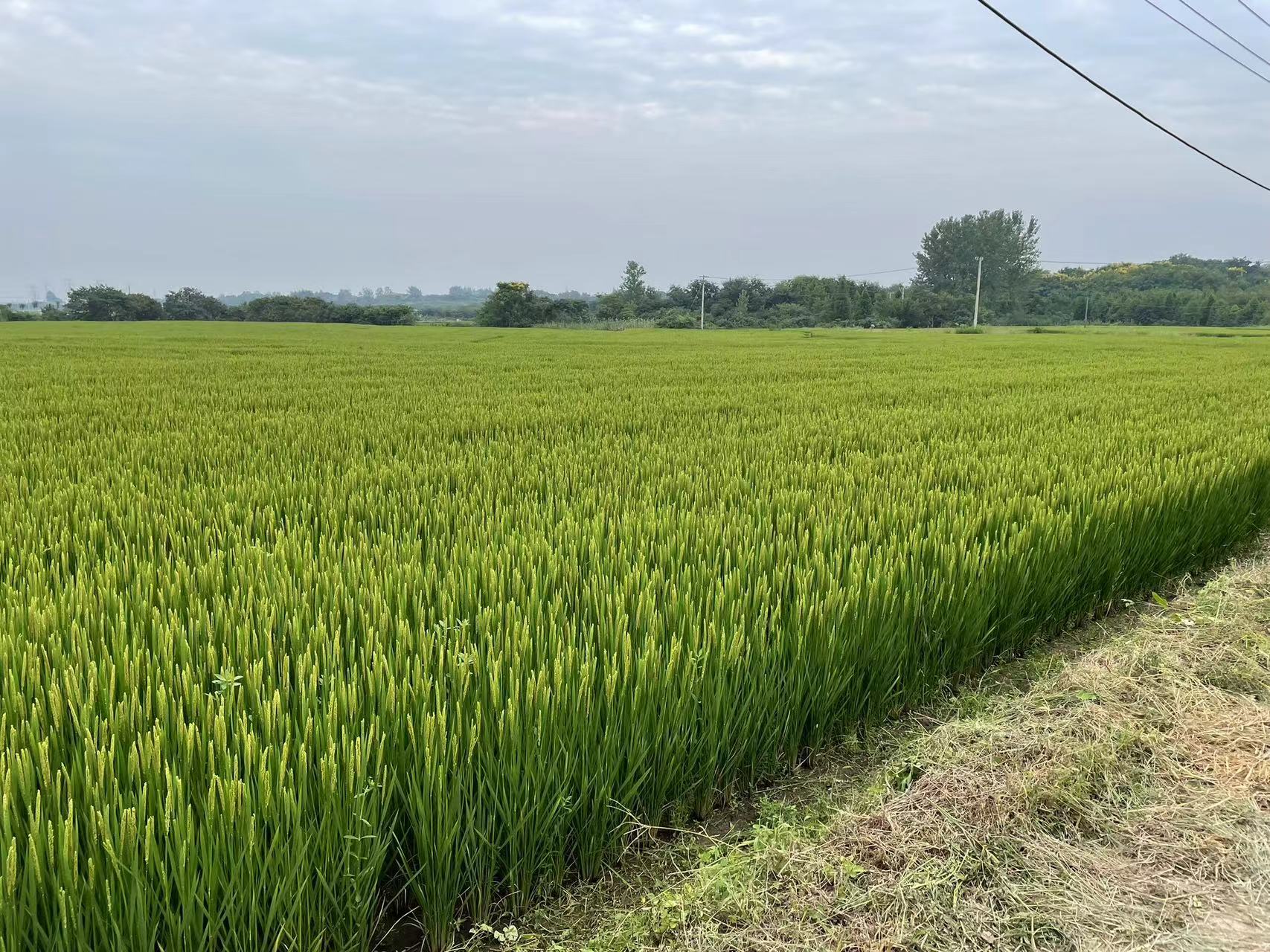 20230920 曲阳水稻1.jpg